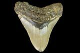 Fossil Megalodon Tooth - North Carolina #109820-1